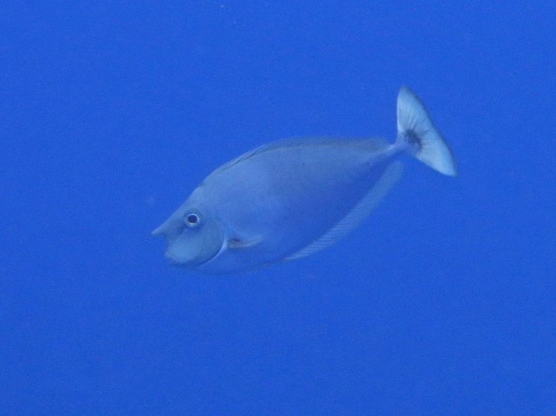 22  Paletail Unicornfish IMG_2730.jpg